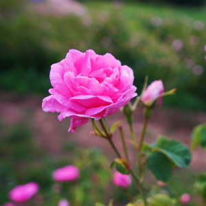 Organic Rose hydrosol from Bulgaria