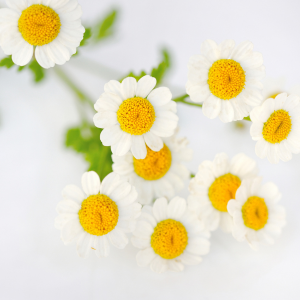 Bisabolol Skin calming ingredient in Ziva Rose Peptide Moisturiser Singapore